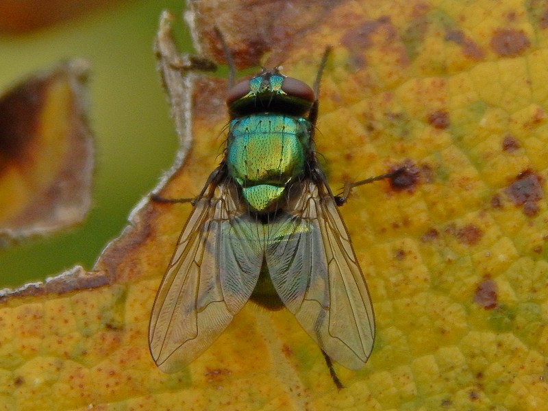 Mosca verde da ID